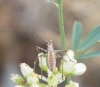 Phaneroptera sp.