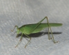 Phaneroptera sp. Phaneroptera sp.