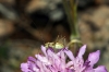 Phaneroptera Phaneroptera
