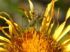 Phaneroptera Phaneroptera
