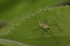 Phaneroptera Phaneroptera