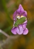 Phaneroptera Phaneroptera