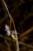 Platycleidini Platycleidini