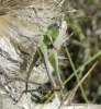 Platycleidini