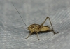 Platycleidini
