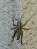 Platycleidini