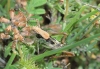 Platycleis sp. Platycleis sp.