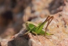 Platycleis sp. Platycleis sp.