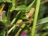 Platycleis sp. Platycleis sp.