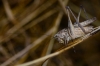 Platycleis sp. Platycleis sp.