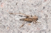 Platycleis sp. Platycleis sp.