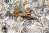 Platycleis sp. Platycleis sp.