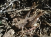 Platycleis sp. Platycleis sp.
