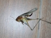 Platycleis sp. Platycleis sp.