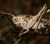 Platycleis sp. Platycleis sp.