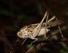 Platycleis sp. Platycleis sp.