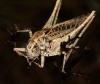 Platycleis sp. Platycleis sp.