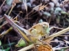 Platycleis sp. Platycleis sp.