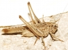 Platycleis sp. Platycleis sp.