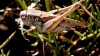 Platycleis sp. Platycleis sp.