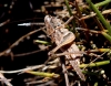 Platycleis sp. Platycleis sp.