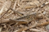 Platycleis sp. Platycleis sp.