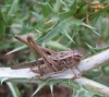 Platycleis sp. Platycleis sp.