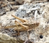 Platycleis sp. Platycleis sp.