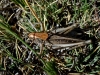 Platycleis sp. Platycleis sp.