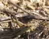 Platycleis sp. Platycleis sp.