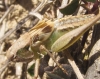 Platycleis sp. Platycleis sp.