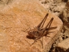 Platycleis sp. Platycleis sp.