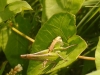 Platycleis sp. Platycleis sp.
