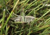 Platycleis sp. Platycleis sp.