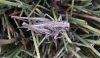Platycleis sp. Platycleis sp.
