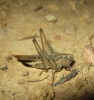 Platycleis sp. Platycleis sp.