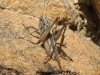 Platycleis sp. Platycleis sp.