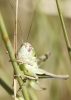Platycleis sp. Platycleis sp.