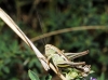 Platycleis sp. Platycleis sp.