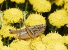 Platycleis sp. Platycleis sp.