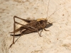 Platycleis sp. Platycleis sp.