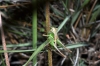 Platycleis Platycleis