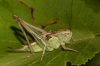 Platycleis Platycleis