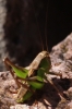 Platycleis Platycleis