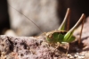 Platycleis Platycleis