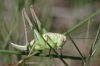 Platycleis sp. Platycleis sp.