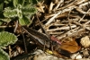 Platycleis sp. Platycleis sp.