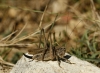 Platycleis sp. Platycleis sp.