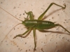 Tettigonia sp. Tettigonia sp.