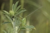 Tettigonia sp. Tettigonia sp.